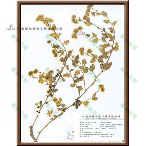 辽宁野菊标本