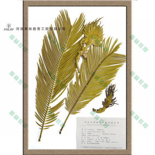 辽宁苏铁科植物标本