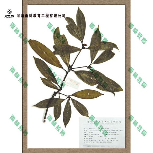 辽宁八角茴香科