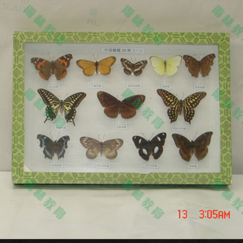 辽宁蝴蝶标本