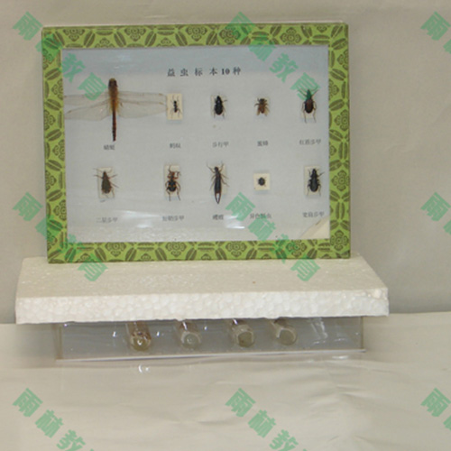 辽宁益虫标本