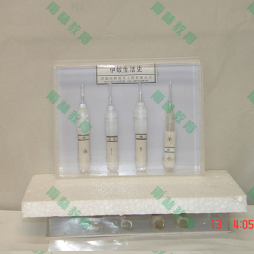 辽宁害虫标本25种