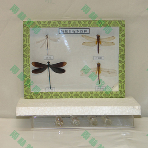 辽宁常见昆虫100种