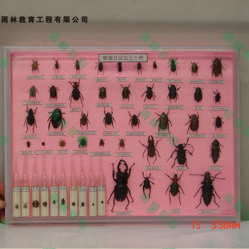 辽宁鞘翅目科昆虫