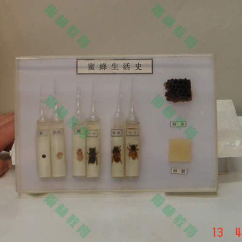 辽宁昆虫生活史标本