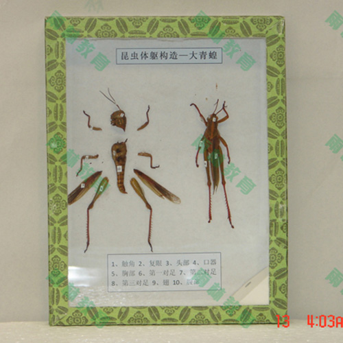 辽宁同翅目科昆虫