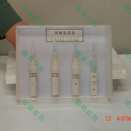 辽宁膜翅目科昆虫