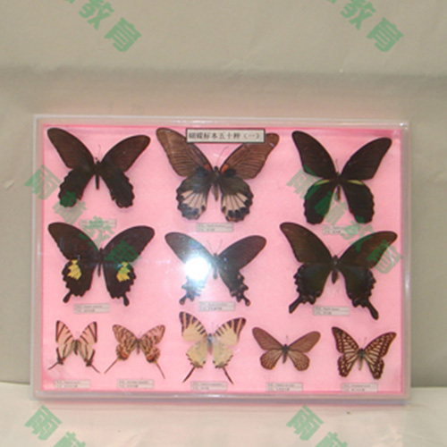 辽宁中国蝴蝶100种