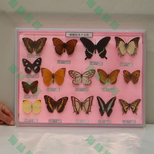 辽宁昆虫足类标本