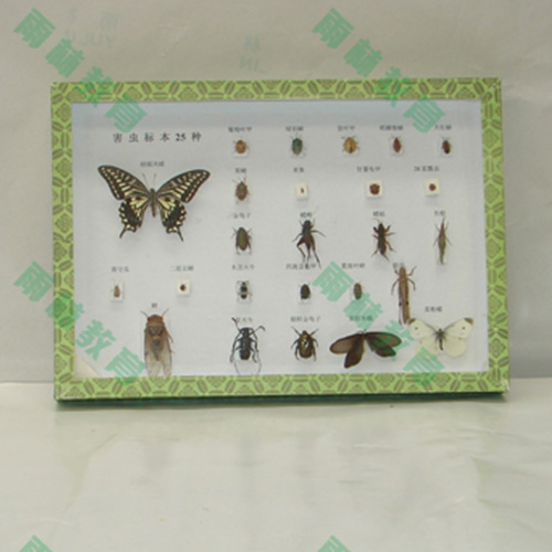 辽宁农业昆虫标本