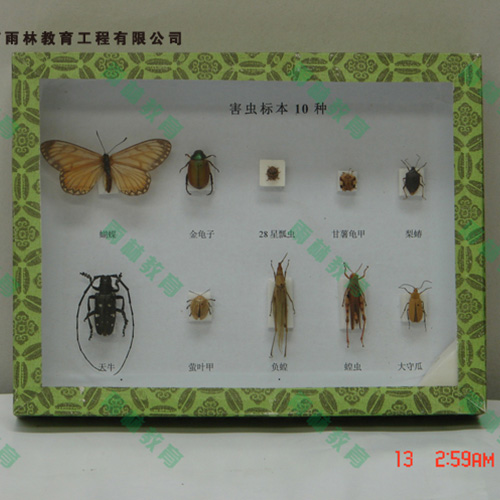 辽宁园林害虫昆虫标本