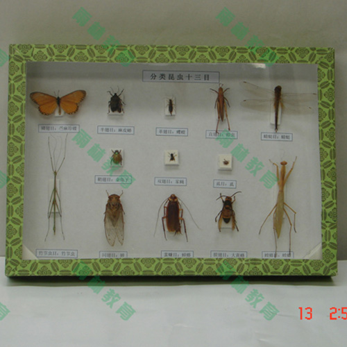 辽宁昆虫分类标本