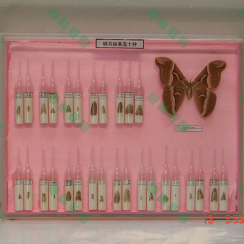 辽宁常见蛾类100种