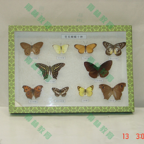 辽宁进口昆虫100种