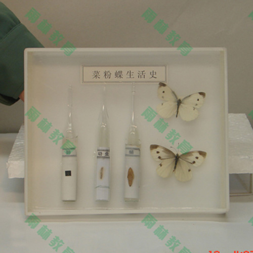 辽宁昆虫口器标本