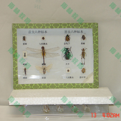 辽宁害虫标本