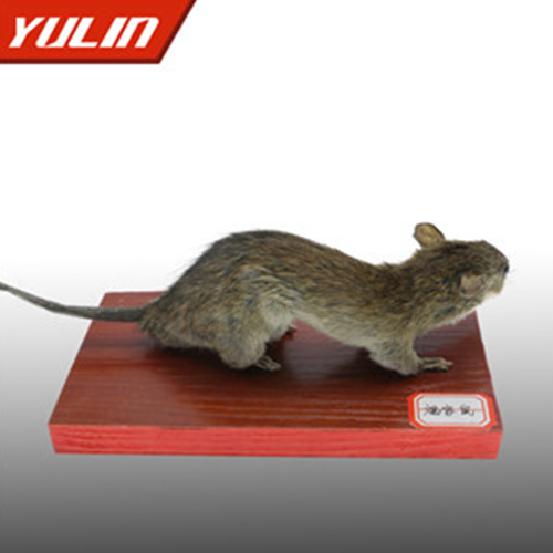 辽宁褐家鼠标本