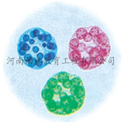 辽宁运动系统塑化标本