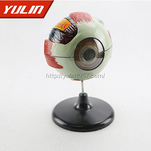 辽宁眼球解剖模型