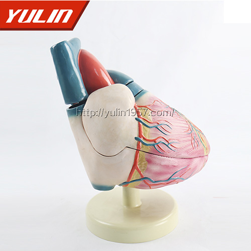 辽宁人体心脏复苏模型