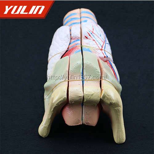 辽宁标准全口牙模型