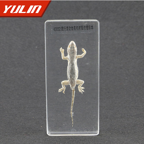 辽宁50种爬行类标本