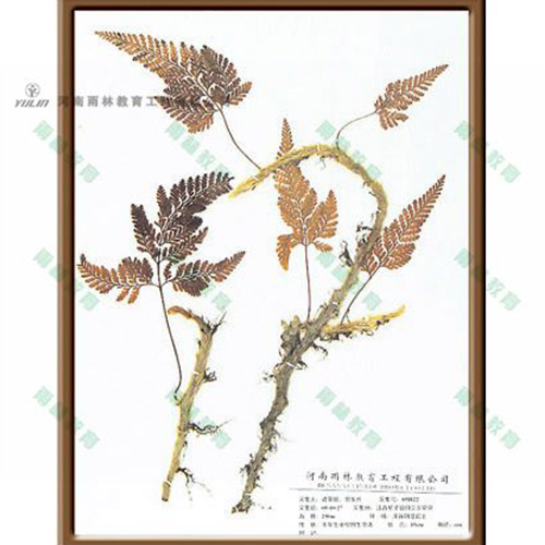 辽宁植物学挂图