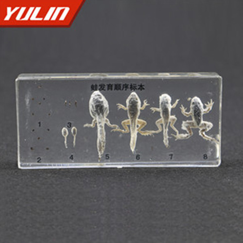 辽宁蛙发育顺序包埋标本