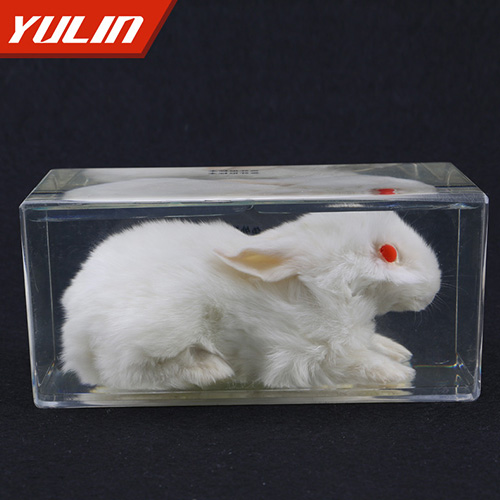 辽宁兔外形包埋标本