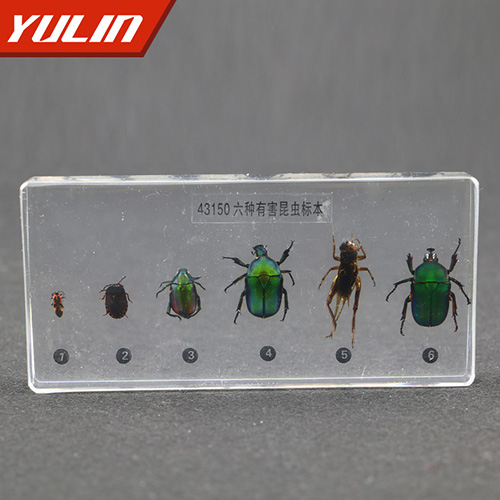 辽宁有害昆虫包埋标本