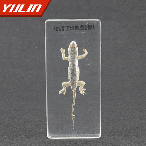 辽宁爬行类动物包埋标本