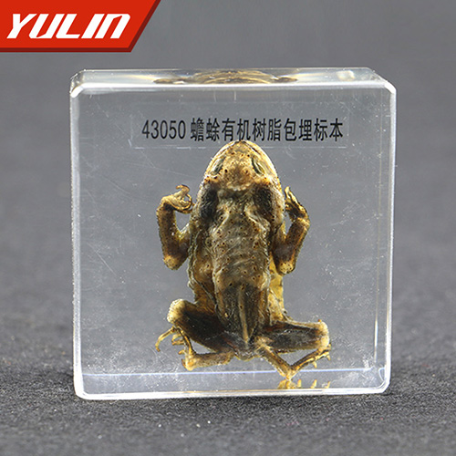 辽宁蟾蜍包埋标本