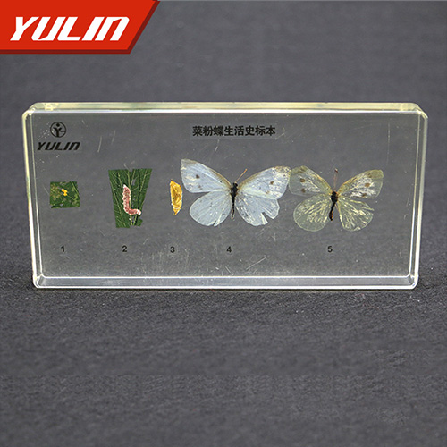 辽宁菜粉蝶生活史包埋标本
