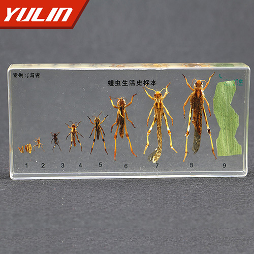 辽宁蝗虫生活史包埋标本
