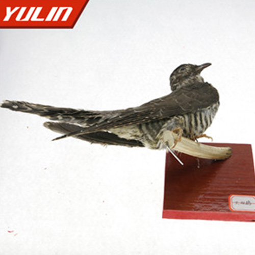 辽宁大杜鹃标本