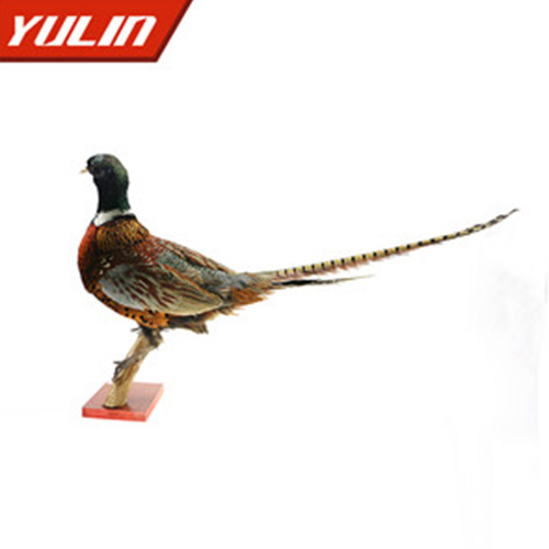 辽宁环颈雉雄标本