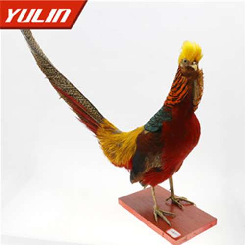 辽宁红腹锦鸡标本