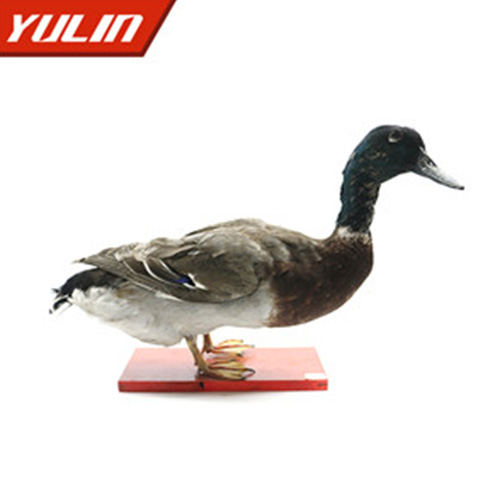 辽宁绿头鸭标本