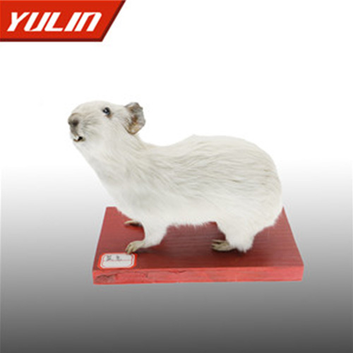 辽宁鼠兔标本