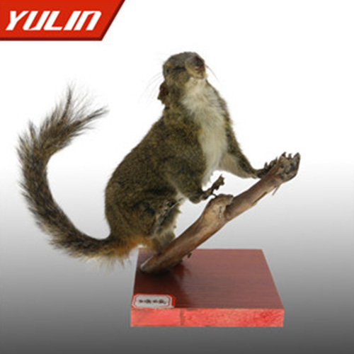 辽宁红腹松鼠标本