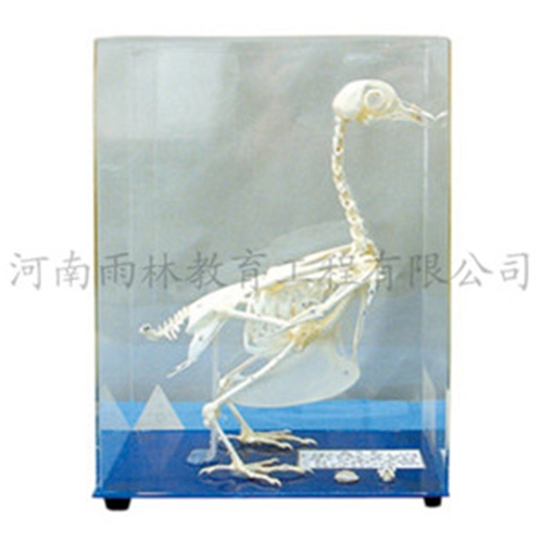 辽宁鸽骨骼标本