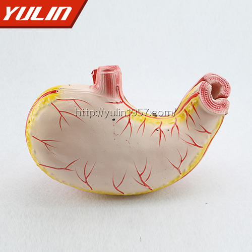 辽宁胃解剖模型