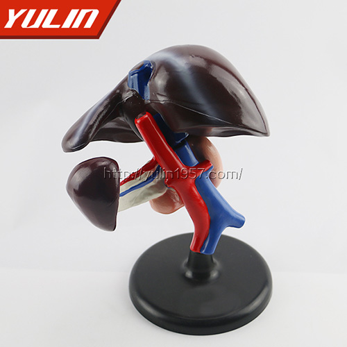 辽宁肝、十二指肠、胰脏模型