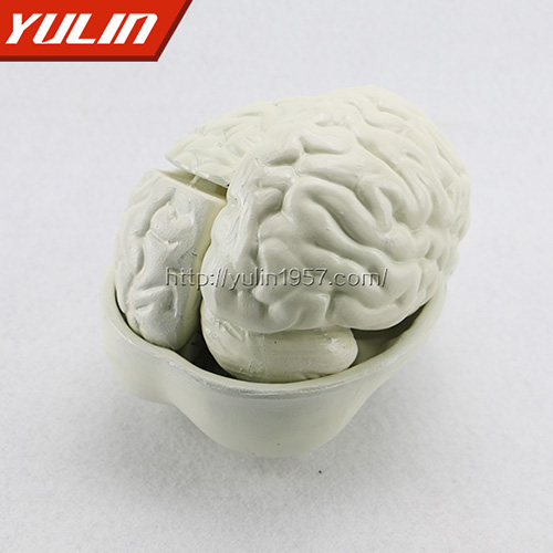 辽宁脑解剖模型