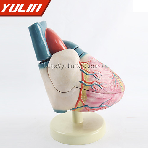 辽宁心脏解剖模型