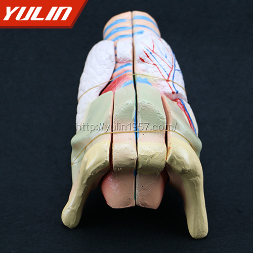 辽宁喉解剖模型