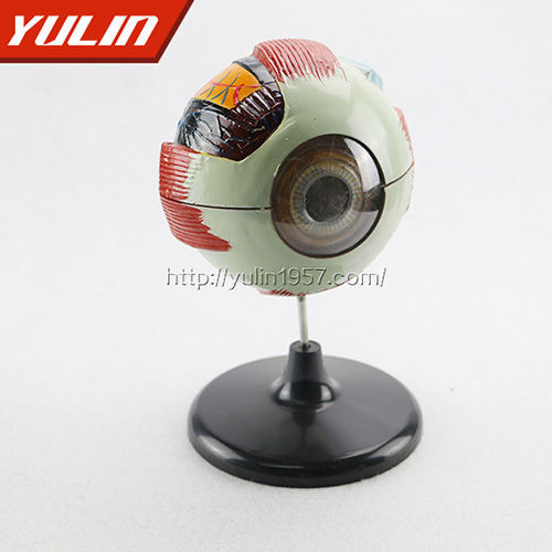 辽宁眼构造模型