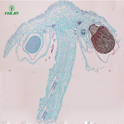 辽宁苔藓植物生物实验玻片