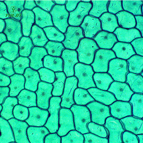 辽宁植物生物学细胞及组织生物玻片