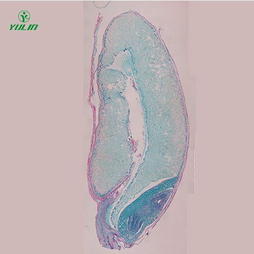 辽宁植物生物学种子类生物玻片